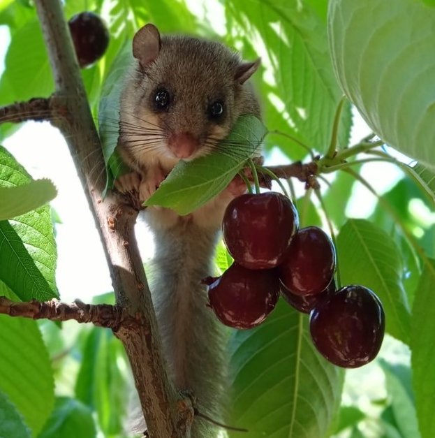 ProjecteLiro's tweet image. 🗒️RESUM DE L&apos;ANY 2022 #ProjecteLiro
Iniciem campanya però abans per agrair la vostra participació i suport al projecte us fem arribar el resum dels resultats més destacats que han aportat les dades recollides pel seguiment del #lirogris a Catalunya l’any 2022

📸L. Retrepo