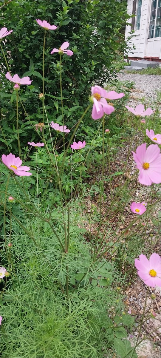 바다는 오염되고 악인들은 더 많아지는데 의인들은 적어지고 있어서 저의 후손들이 걱정입니다.