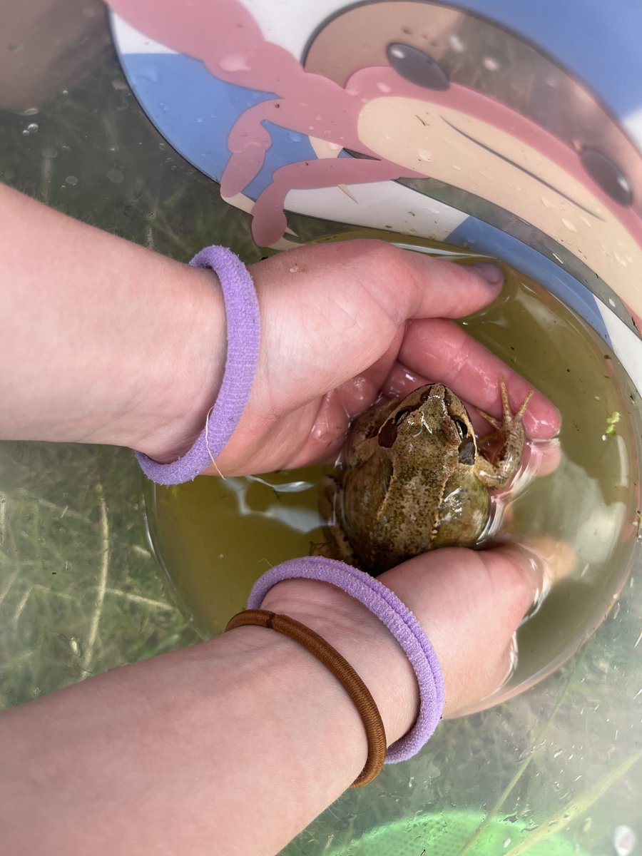 Our Gardening Club went pond dipping. The children worked in teams and found frogs, pond snails, baby newts and our resident fish. They also maintained their mini gardens and were excited to see that their grass seed had already germinated. #ponddipping #gardeningclub #exploring