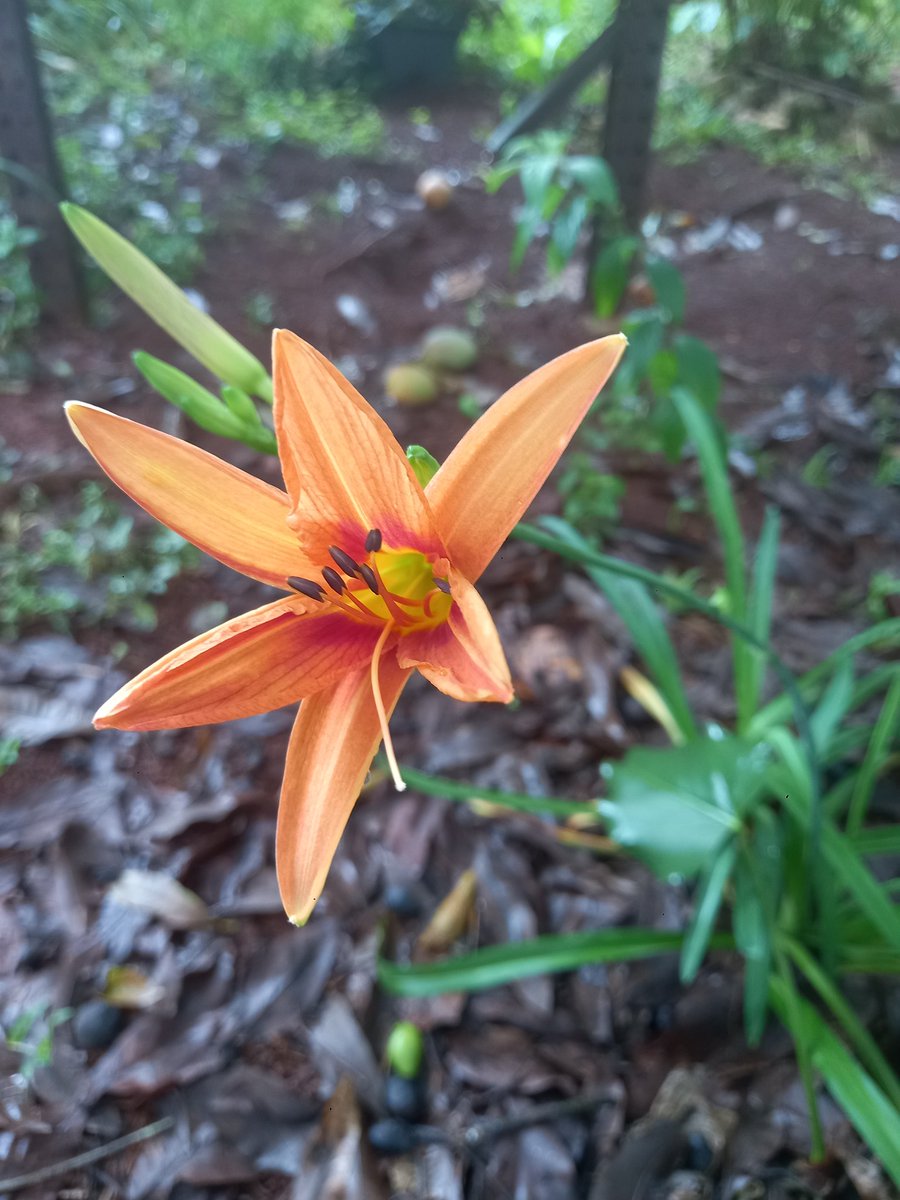 Vibesboy's tweet photo. Life at its best. Sharing love with you.  My Orange Daylilly. https://t.co/FAPMsWVyKT