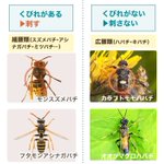 危険な蜂かどうかを見分けるなら、まず『くびれ』を見ろ!？知っておきたい『蜂の種類と見分け方』