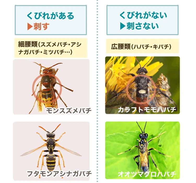 危険な蜂かどうかを見分けるなら、まず『くびれ』を見ろ！？知っておきたい『蜂の種類と見分け方』