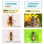 危険な蜂かどうかを見分けるなら、まず『くびれ』を見ろ!？知っておきたい『蜂の種類と見分け方』