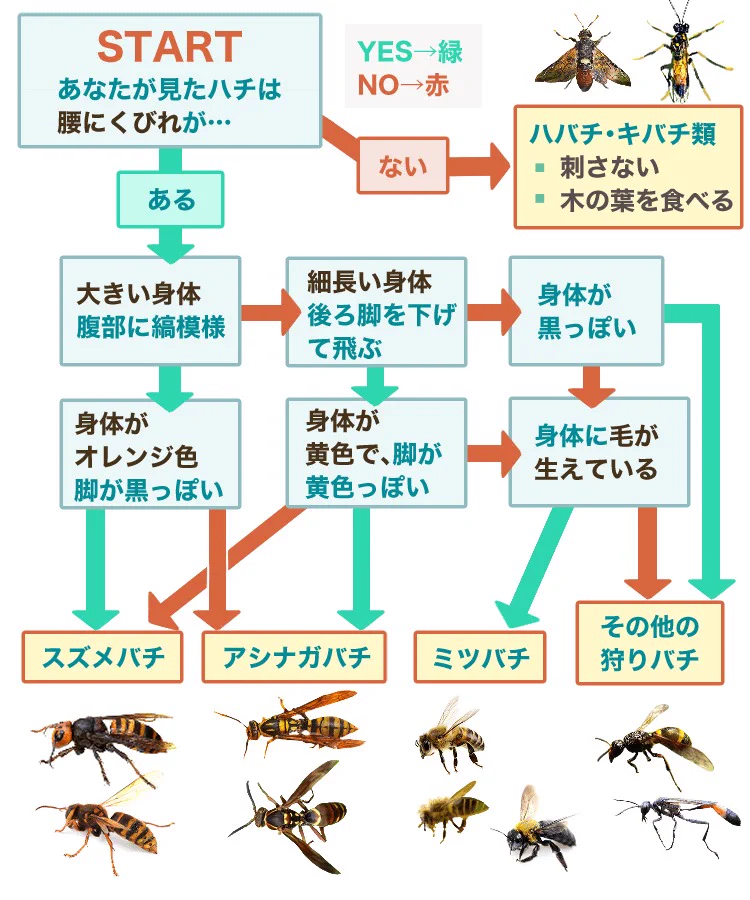 危険な蜂かどうかを見分けるなら、まず『くびれ』を見ろ！？知っておきたい『蜂の種類と見分け方』