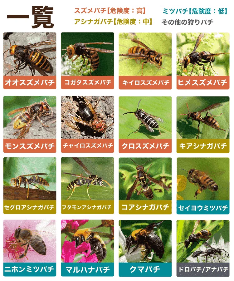 危険な蜂かどうかを見分けるなら、まず『くびれ』を見ろ！？知っておきたい『蜂の種類と見分け方』