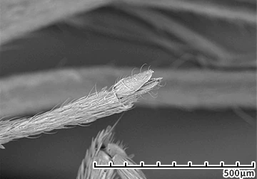 Hitachi_EM's tweet photo. It’s National Bug Busting Day ! 🦟
(June 15th)
#ElectronMicroscope #electronmicroscopy #NationalBugBustingDay

SEM of a Mosquito
Find out more at https://t.co/WSmtvevBbW https://t.co/vxX981iqxP