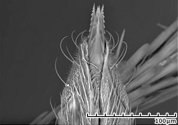 Hitachi_EM's tweet photo. It’s National Bug Busting Day ! 🦟
(June 15th)
#ElectronMicroscope #electronmicroscopy #NationalBugBustingDay

SEM of a Mosquito
Find out more at https://t.co/WSmtvevBbW https://t.co/vxX981iqxP