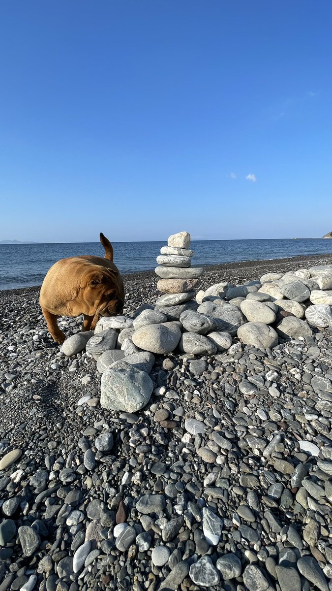 Shardogge's tweet photo. #beachtime https://t.co/mN0GExTwUM