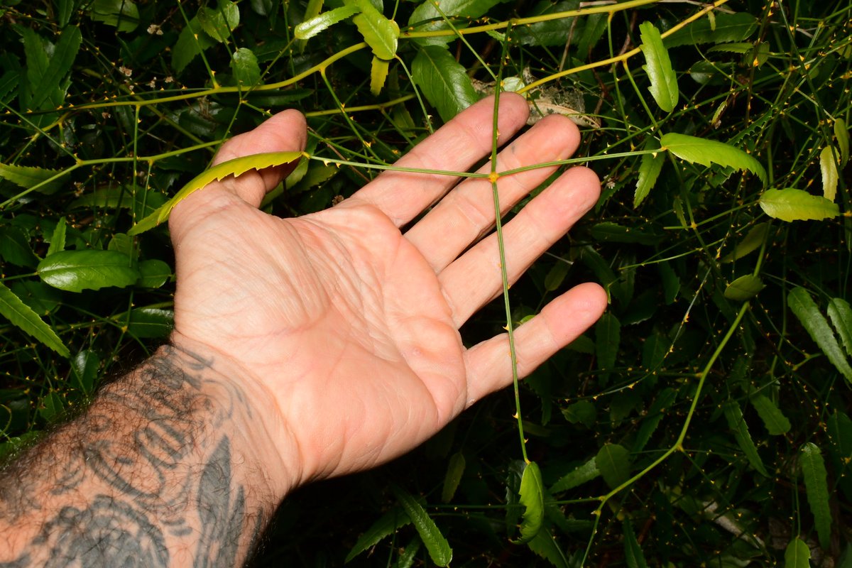 Joey Santore tweet media