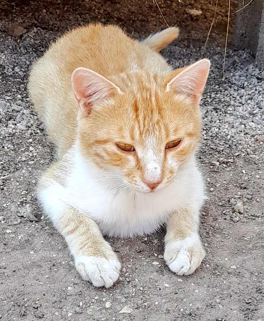 Günaydın un kurtları,tarantulalar,komodo ejderleri,semenderler,dodo kuşları :)