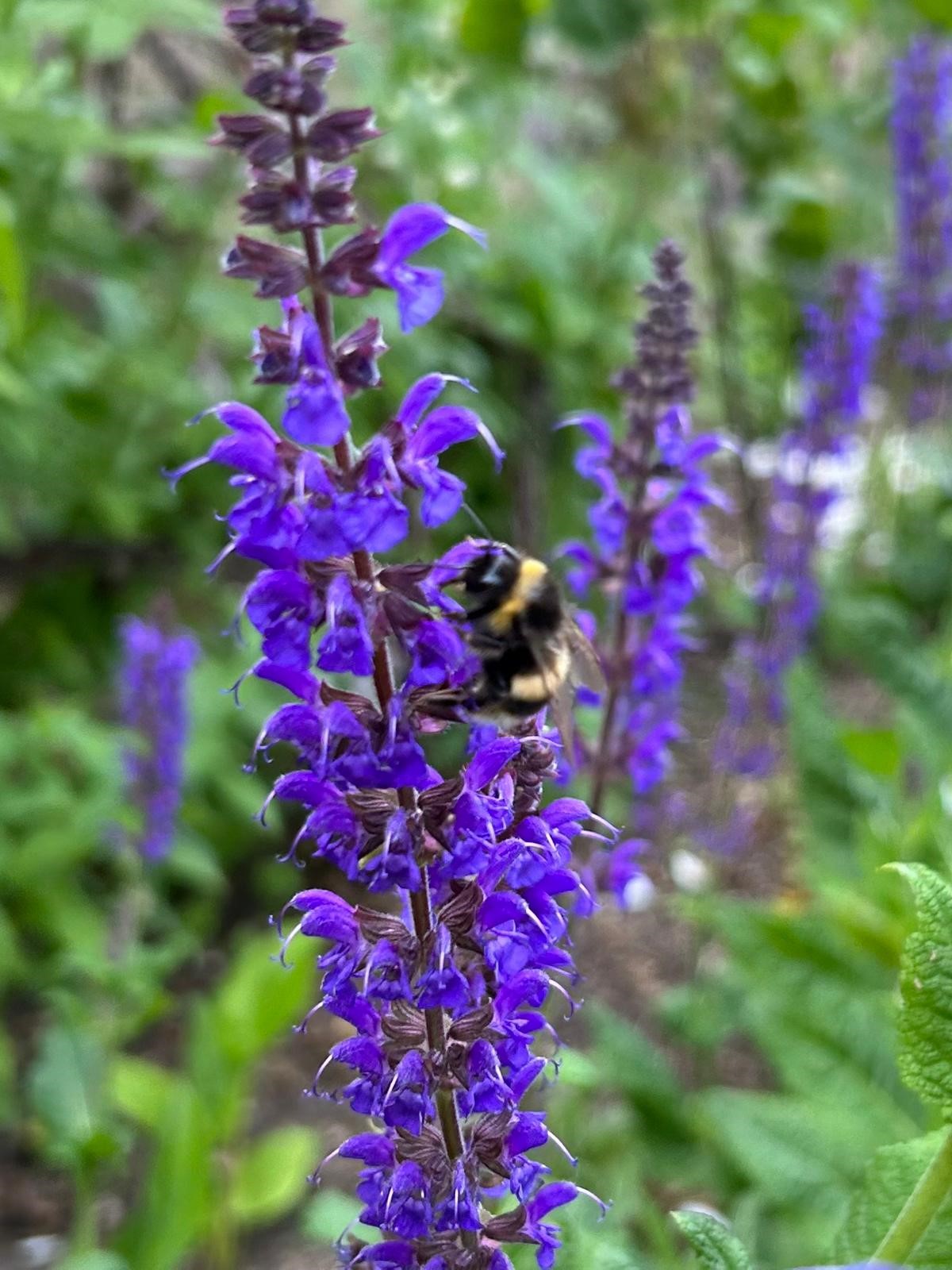 Close up of a bumble bee on one of the salvia x sylvestris flowers in the Trinity president's garden.