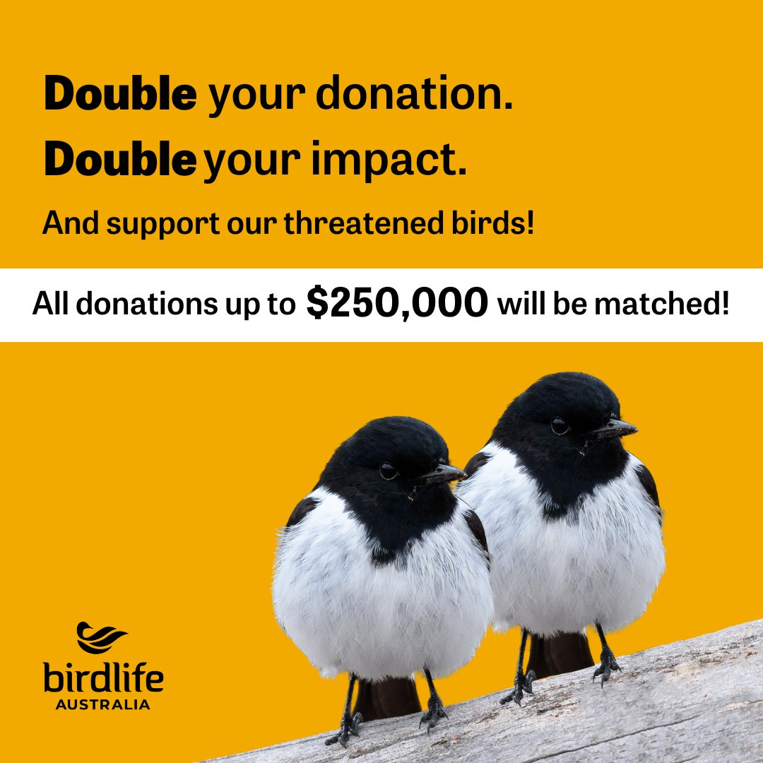 Exciting news!

From tomorrow 15 June, a generous supporter is matching all donations to our tax appeal – up to $250,000!

That means your donation will be DOUBLED – and will double the impact for threatened woodland birds like the South-eastern Hooded Robin.

📷 Jay McGown