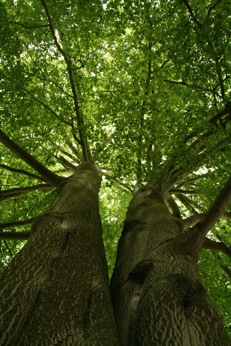 Jacqueline Harris tweet media