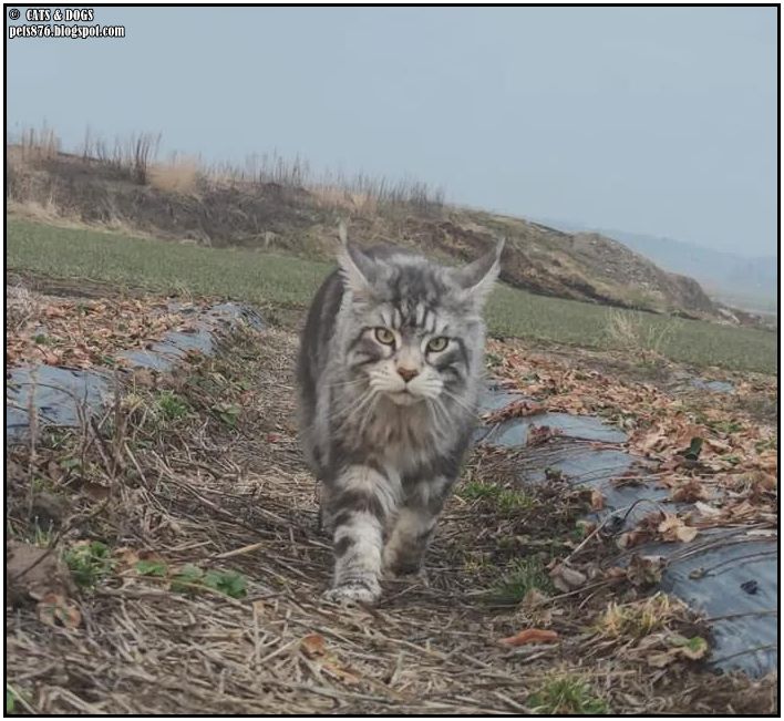 Zingo The Cat
Thanx Lena A.
#cat #cats #love #home #life #pets #lovecats #animals #catphoto