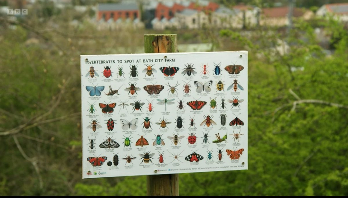 We are so proud of our friend  @hill_marian who was featured on @BBCSpringwatch watch last night. 

After a behind the scenes visit to the Museum, Marian developed her practice to create collages of insects to help people identify native bugs

#artandscience #insects