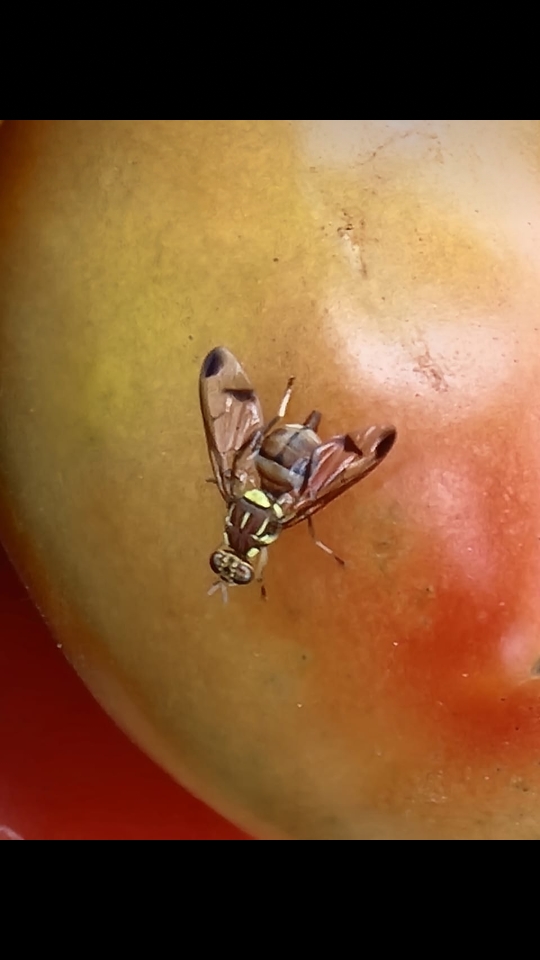 Any challenge in tomato plantation. Farmtrack consulting have the solution. For more information contact us on whatsapp through 0711495522.