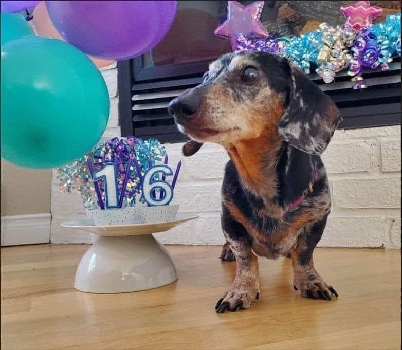 Today is my birthday, but no one has congratulated me yet. 🎉
#dogs #DogsofTwittter #Cats_dogs_kit #dogsarelove #DogsOnTwitter #DOGS100 #puppies #puppylove