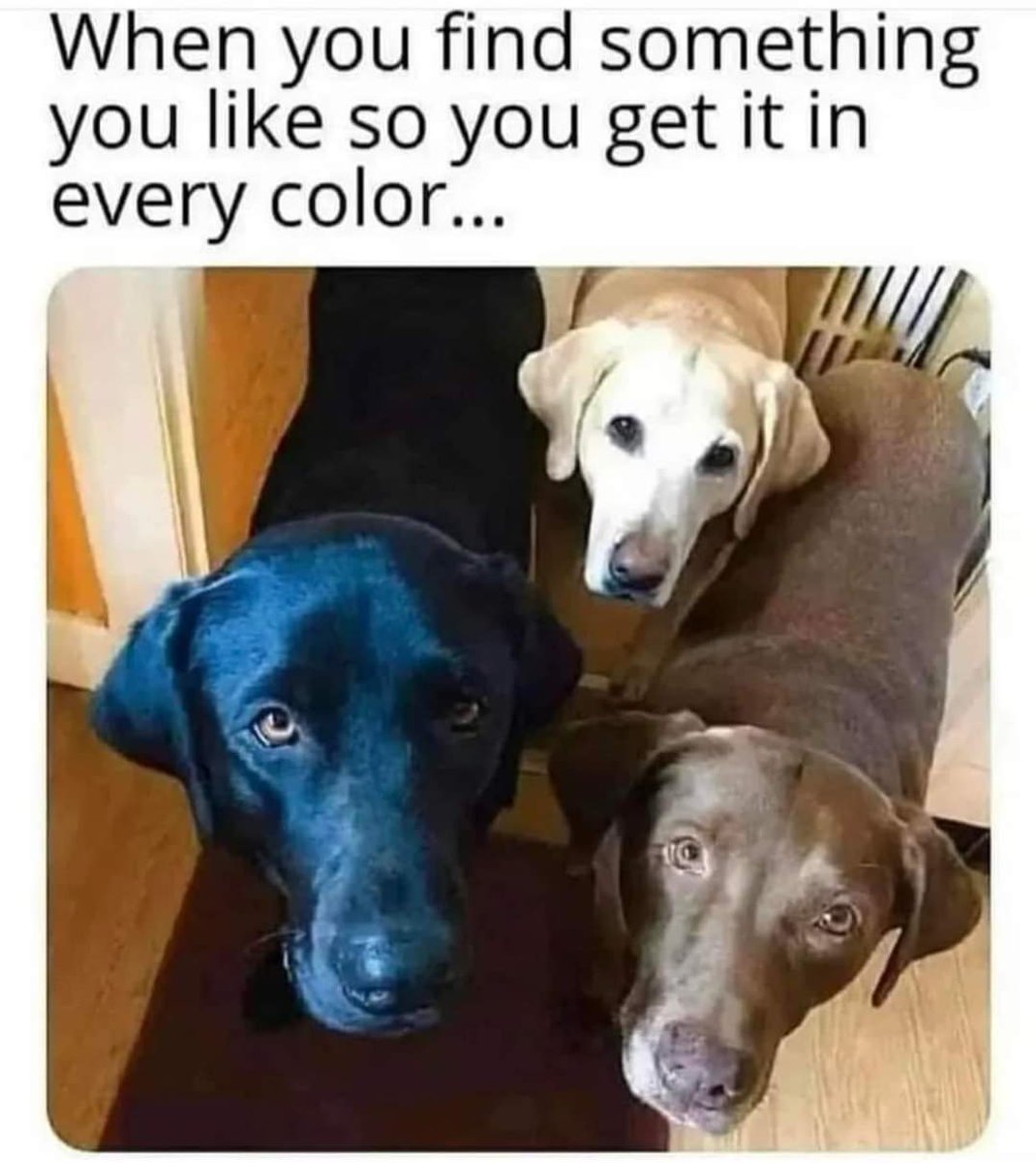 #dogs #doggos #DogsOfTwitter #DogsOnTwitter #DogLovers #labradors