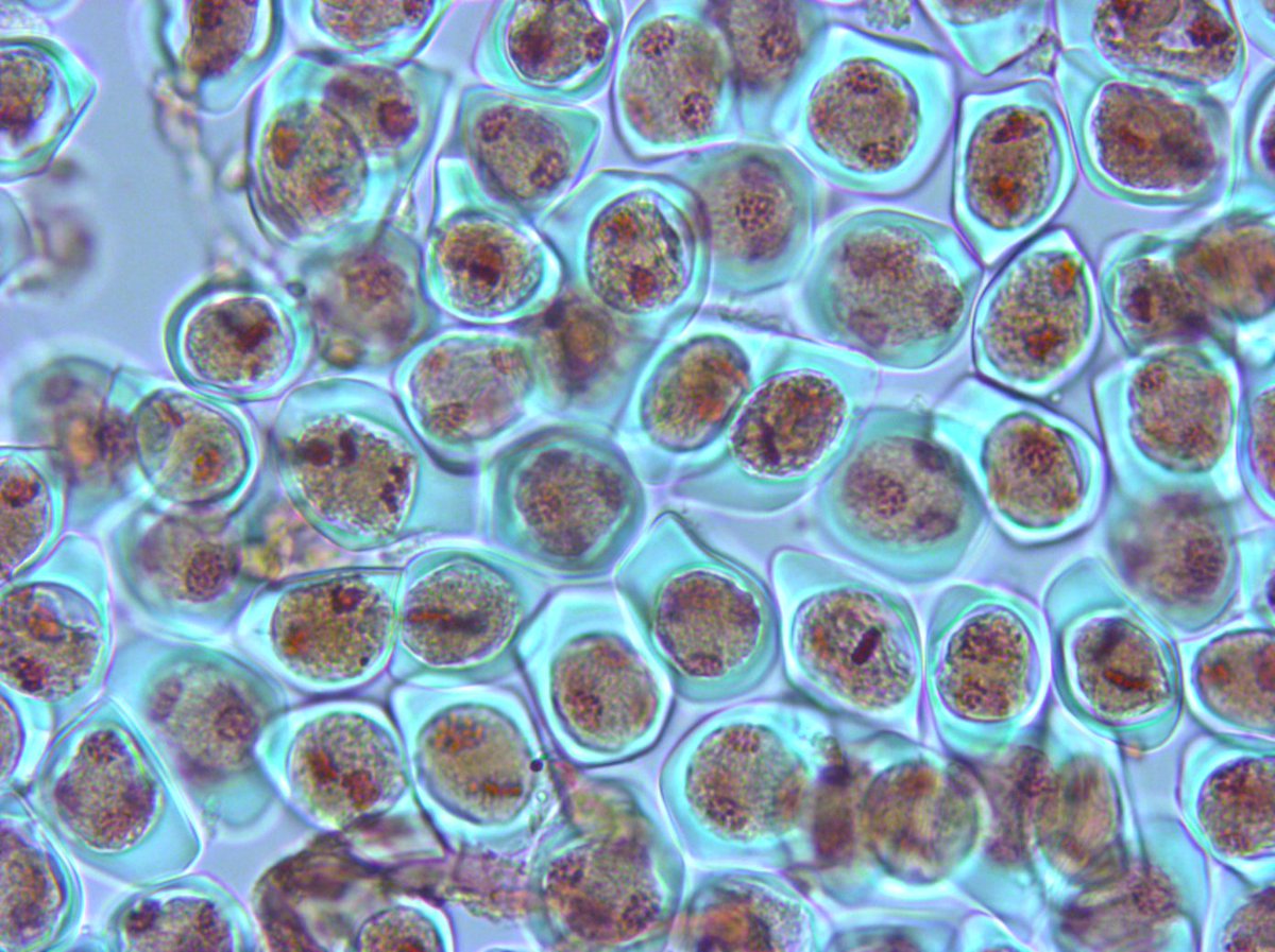 Eva Stoger's Lab tweet media