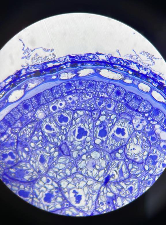 Eva Stoger's Lab tweet media