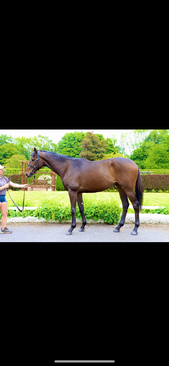 Well done to @KilleenGlebe on selling their beautiful @BurgageStud homebred Shantou gelding for €100,000 to @r_m_bloodstock 👏🏻 

Astutely bought as a foal by @annarossKRB for €38,000 @Goffs1866 December NH Sale 🔨

Best of luck to @DSkeltonRacing and to his new connections 🍀