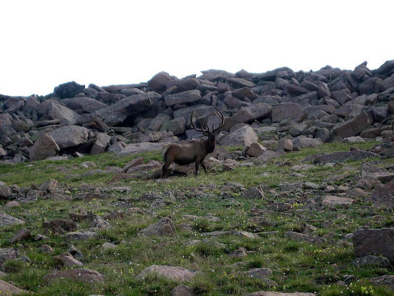 DeerHourly tweet media