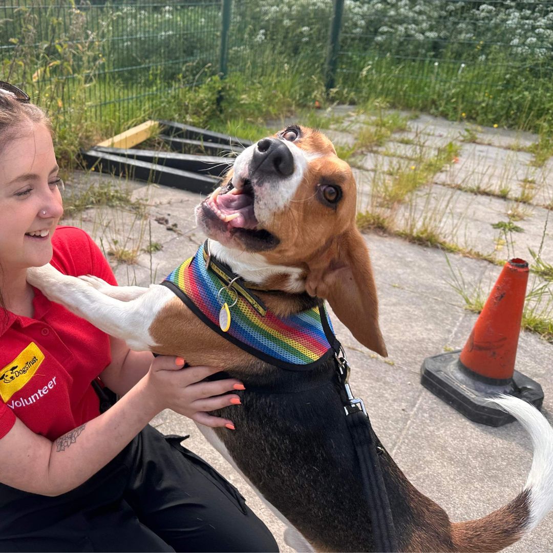 CODY showing his support for #PrideMonth 💛🐶💛 with his rainbow harness, and now his choice of toy. 🐾 He is looking for a home @DogsTrust #Ilfracombe 🏡 bit.ly/43Tdr9i 
#ADogIsForLife #AdoptFosterRescue #Beagle #LoveDogs #RescueDog 🐾