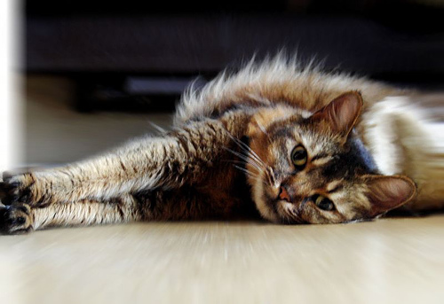 Cat Photo Every Hour (@catphotobot) on Twitter photo 