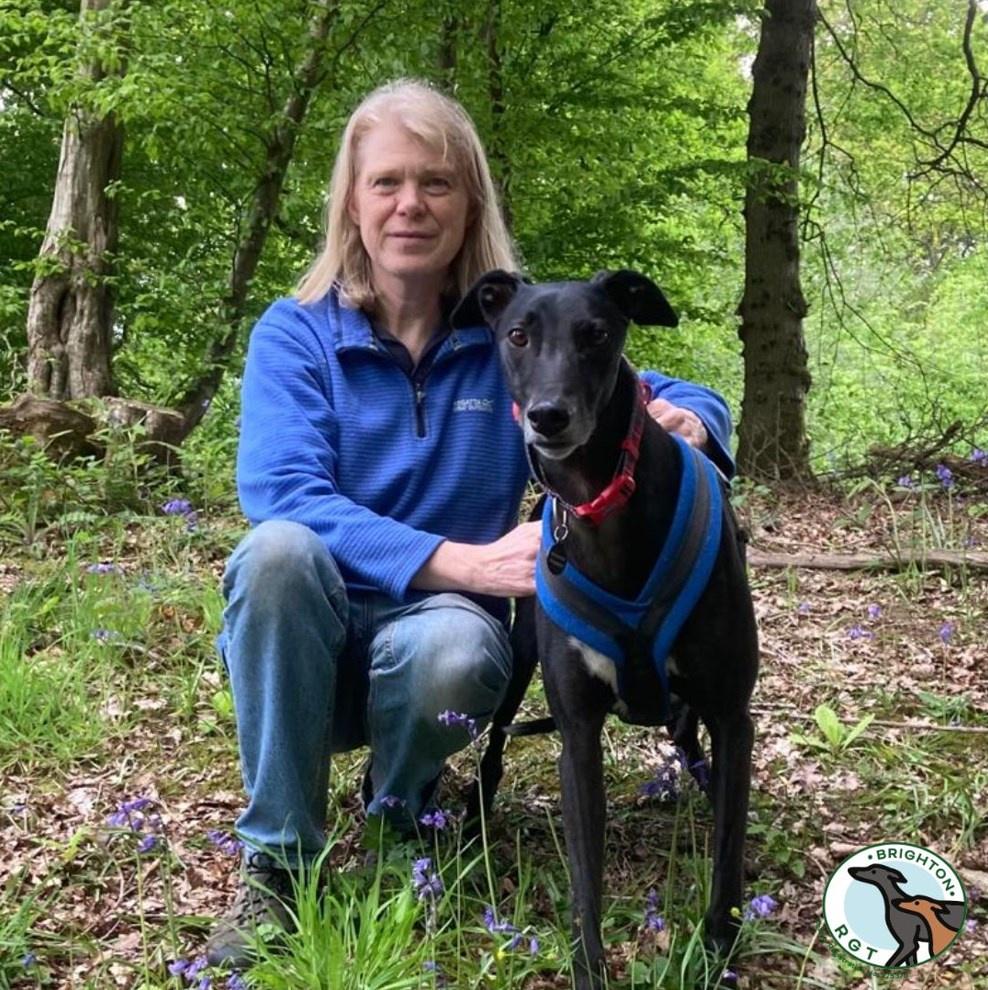 Take a look at this lovely photo of Sam, whom we rehomed on January 1st of this year. He's having a lovely time with his new owner in the bluebells.  💗

#GreyhoundCommunity #AdoptDontShop  #GreyhoundAwareness #AdoptionJourney #Brighton #VisitBrighton #BrightonUK
