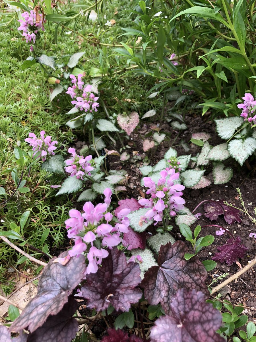 🌱Karen🌱 tweet media