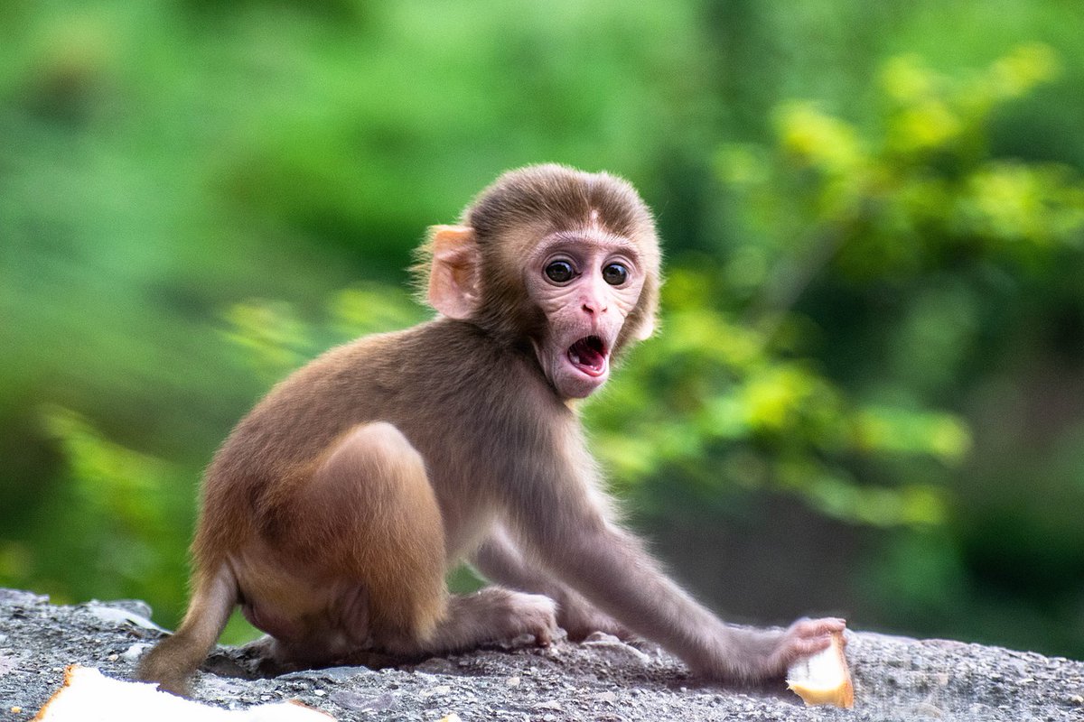 SteadyCompound's tweet photo. "Pay peanuts, and you get monkeys."

It's a great quote by David Ogilvy. Because of our blind spot, most of us miss where the leverage is.

There is usually an opportunity to double or even triple your results in many projects and ventures.

The focus of many businesses, however, is on reducing expenses.

It may be easier, more predictable, or more controllable.

It may be all of the above.

Although we shouldn't let expenses spiral out of control, we should focus most of our energy and resources on growing our income.

It's like personal finance influencers telling us to cut back on lattes. It won't make a huge difference.

Being able to increase your income through salary negotiations, side hustles, or investing...

That'll probably have a bigger impact.

Here's the entire quote:

"Clients who haggle over their agency's compensation are looking through the wrong end of the telescope. Instead of trying to shave a few measly cents off the agency's 15%, they should concentrate on getting more sales results from their 85% that they spend on time and space. That is where the leverage is. No manufacturer ever got rich by underpaying his agency. Pay peanuts, and you get monkeys."