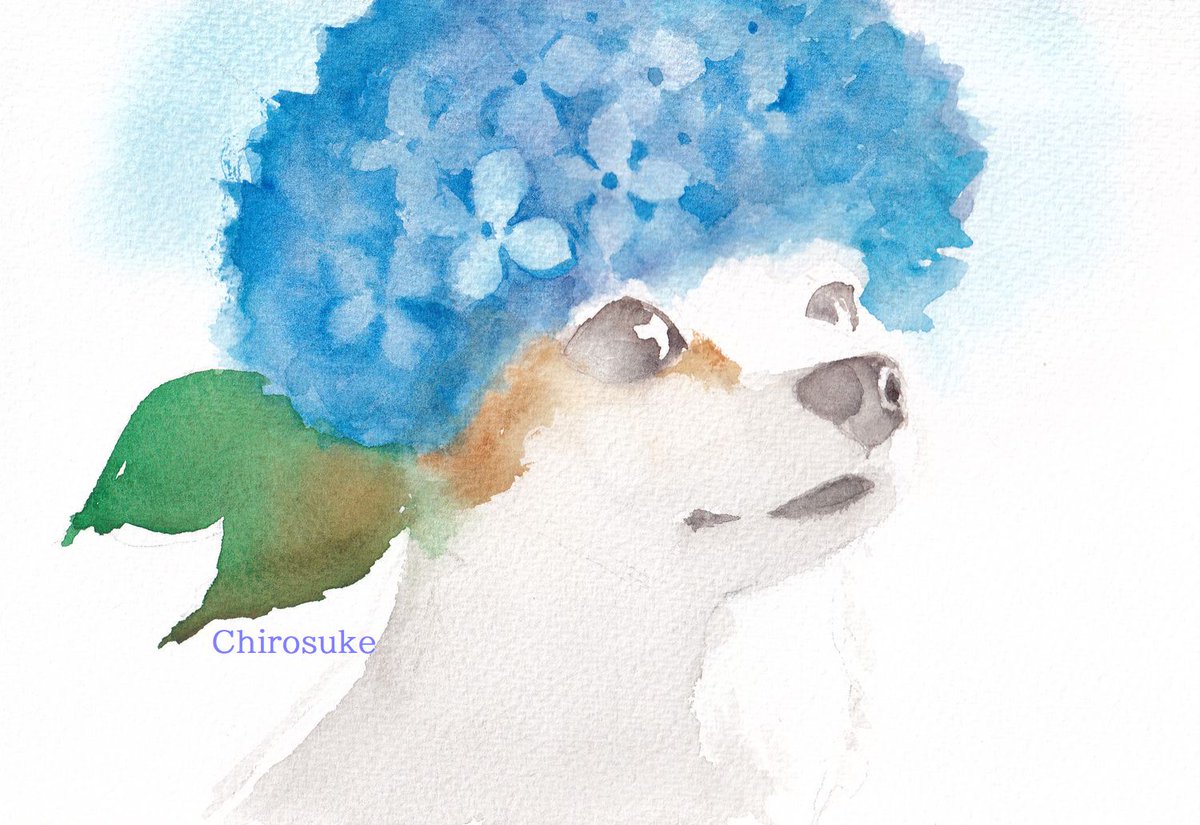 no humans animal focus blue flower artist name white background painting (medium) simple background  illustration images