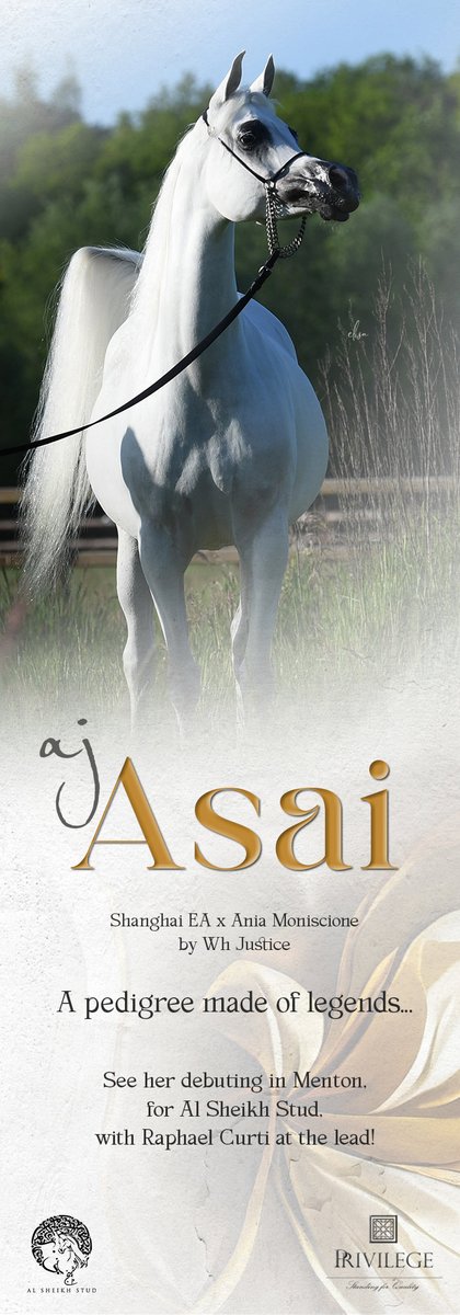 ArabianEssence's tweet photo. Debuting in Menton for Al Sheikh Stud
AJ ASAI (Shanghai EA x Ania Moniscione by WH Justice)
"A pedigree made of legends..."

#alsheikhstud #privilegesfq #privilegearabians #ajasai #mentoncontender #menton2023 #raphaelcurti #shanghaiea #aniamoniscione https://t.co/JInsjNxIp1