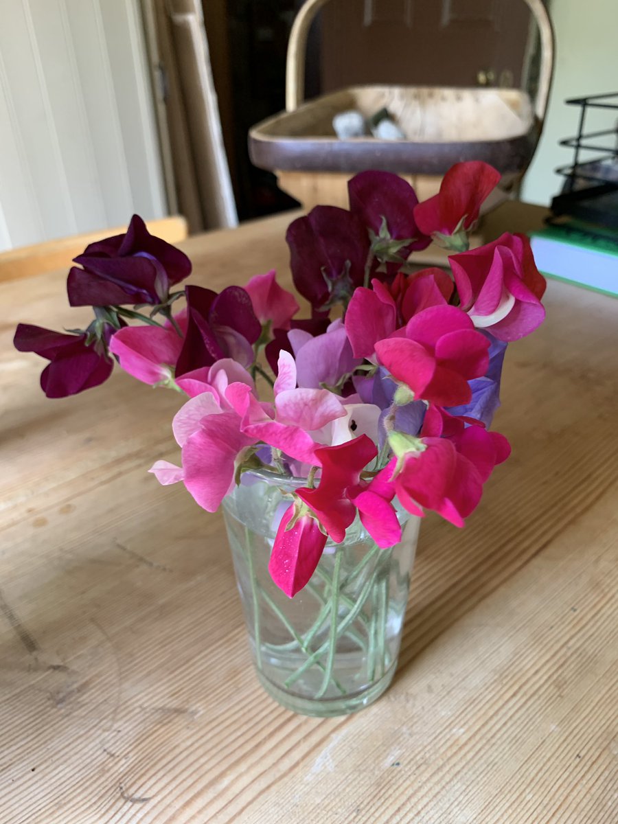 First sweet peas. And they smell incredible:)