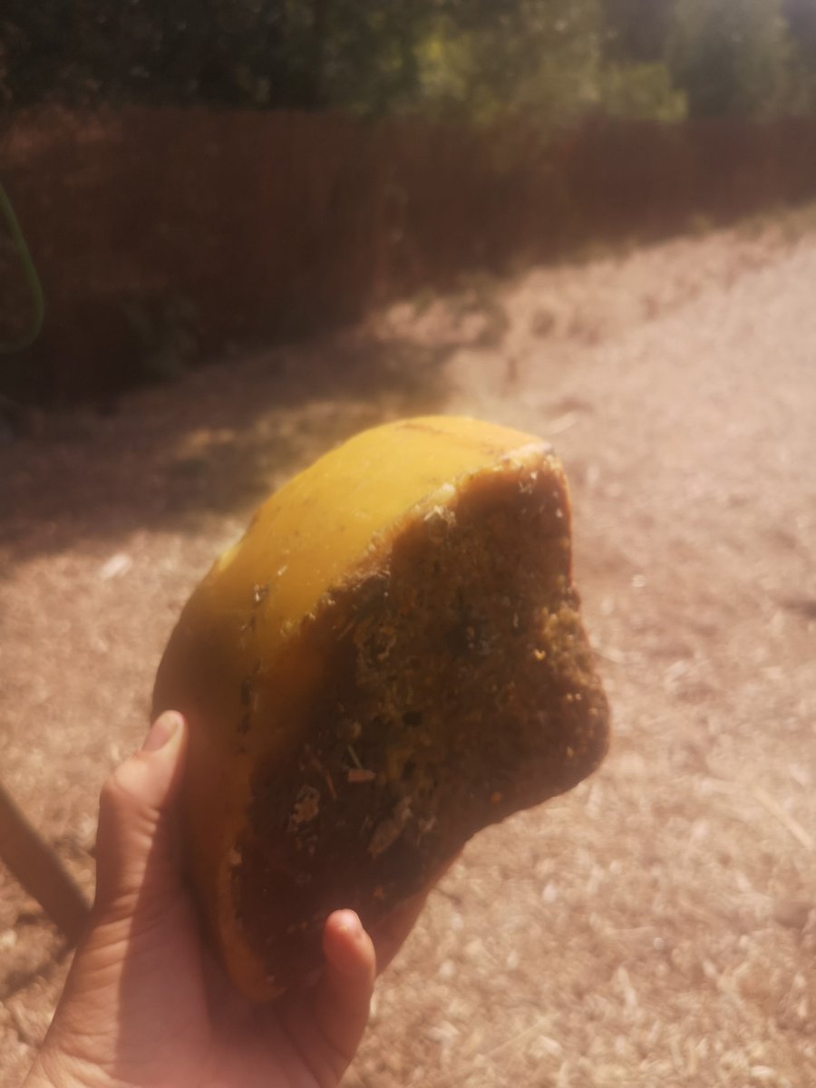 CCVallvidrera's tweet photo. 🍯🫶 Mireu que bé ens ho vam passar el dissabte visitant l'apiari de #Melvida! https://t.co/SzTdOv1jHi