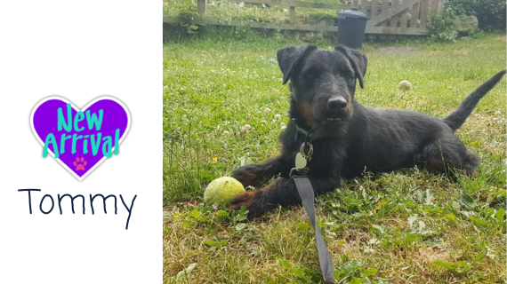 New arrival #MixedBreed Tommy almosthome.dog #NorthWales #RescueDog #dogrescue