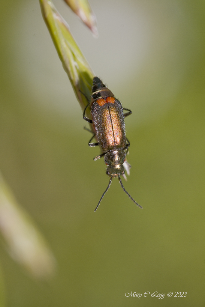 pogomcl's tweet photo. Clanoptilus geniculatus   Canon 7D  EFS 60 2.8  f/5.6 1/400 iso: 200  Milovice, Czech Republic June 11, 2023  #beetles #coleoptera #Melyridae #malachite #meliichidae #insects #invertebrates #macro #grasslands #pollinators @macroHour #macroHour https://t.co/mlN7pRhefN