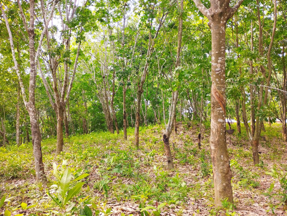 Rubber Tree🌳
#Tripura #rubbertree