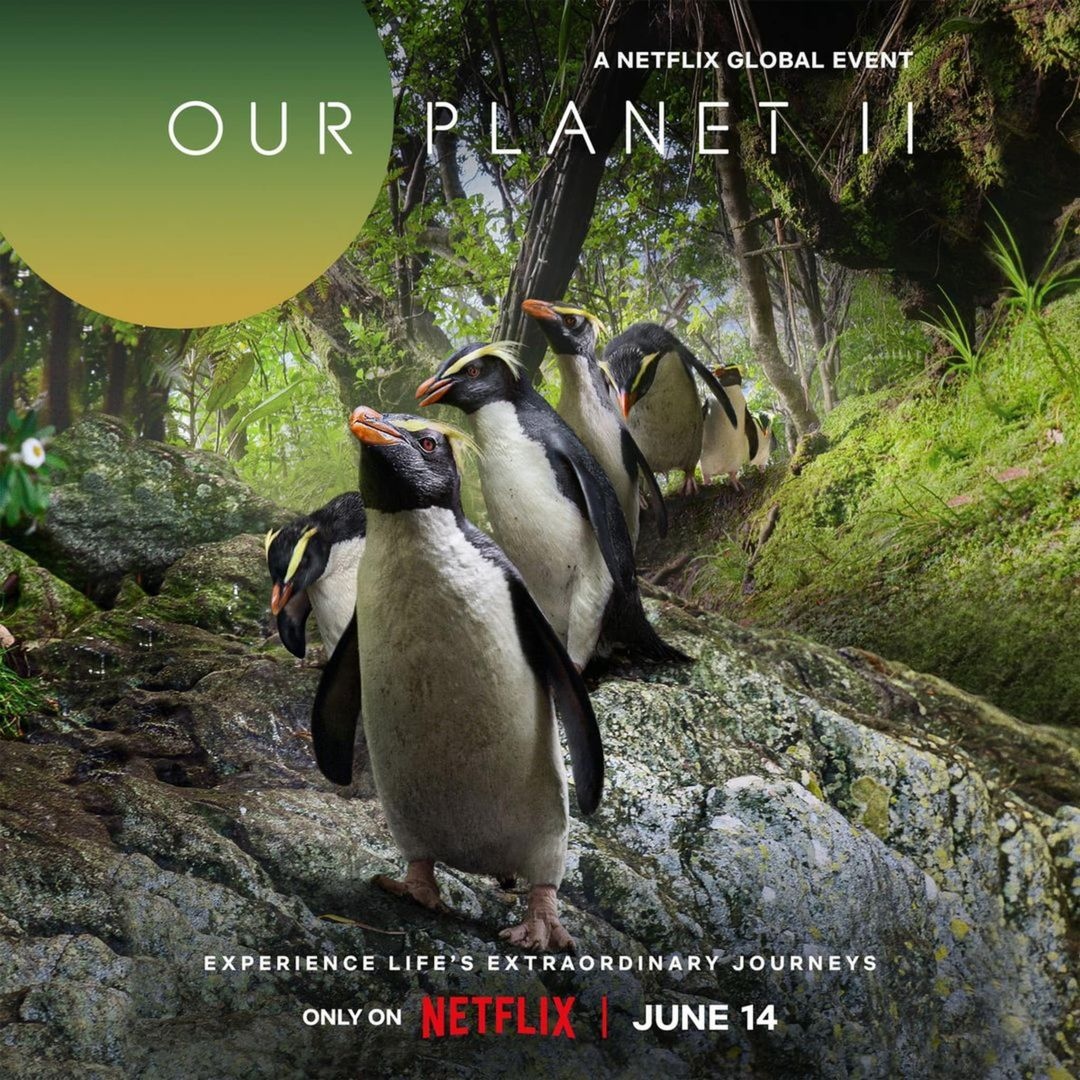 Congratulations to all our ambassadors and friends involved with making this incredible documentary, narrated by Sir David Attenborough. The sequel comes to Netflix today! 
 > youtu.be/2R5cB-ukuP8

#fourthelement #ourplanetII #documentary #sirdavidattenborough