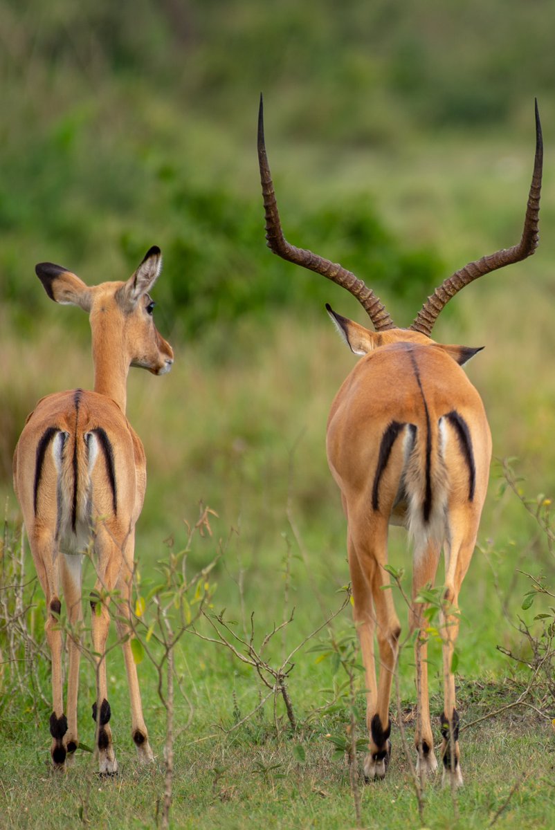 Explore Uganda’s beautiful wildlife places on Visit East Africa expeditions. Follow us for more updates 

📸 Courtesy 

#exploreuganda #visiteastafrica #antelope #lakemburonationalpark #uganda🇺🇬 #visituganda🇺🇬