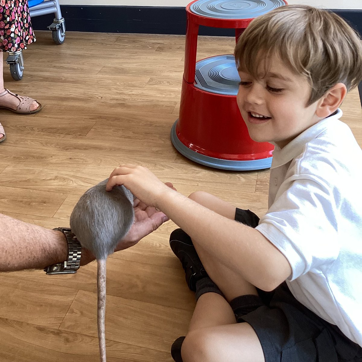 OakdalePriSch's tweet photo. All classes have had a visit from @ZooLabUK this week. This has been arranged by Friends of Oakdale to celebrate our new library area designed by the school council. https://t.co/3TbdogjKQm