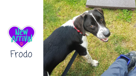 New arrival #MixedBreed Frodo almosthome.dog #NorthWales #RescueDog #dogrescue