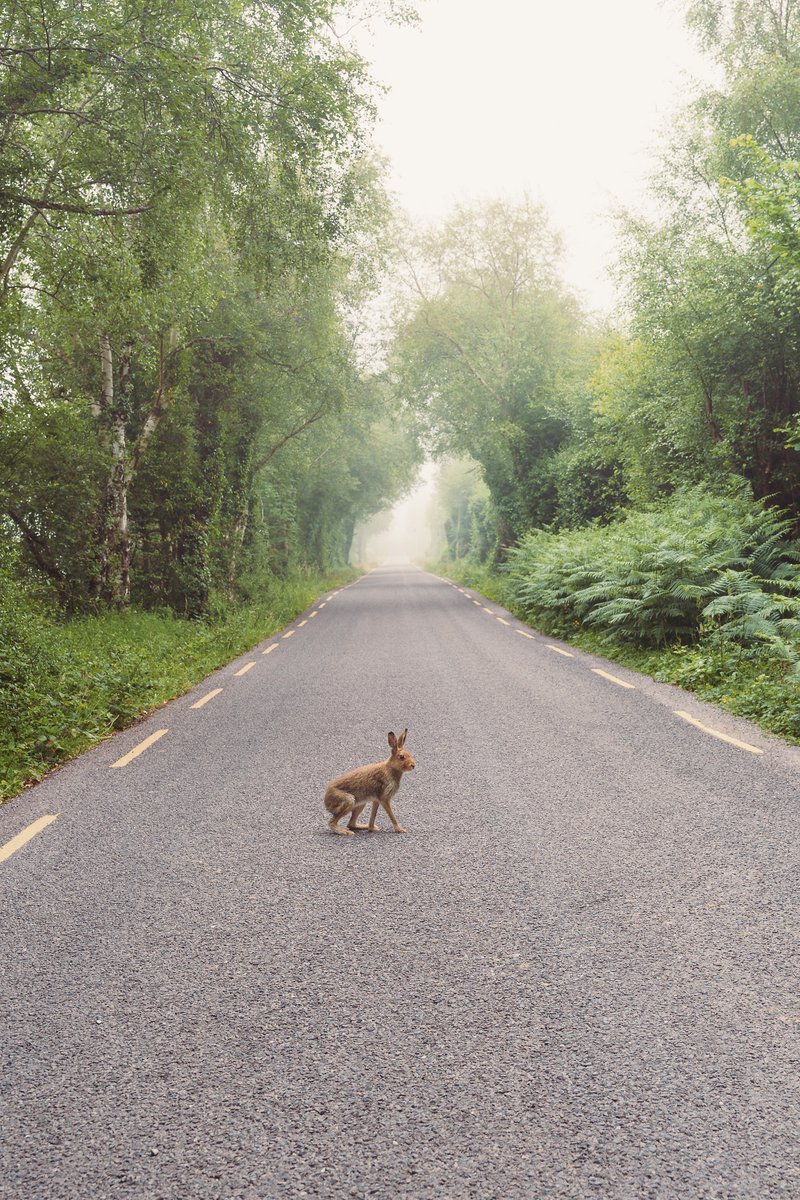 I made a new hare friend in this mornings fog next to Carragh Lake, Killorglin. 
#hare #animalfriend #cokerry #killorglin