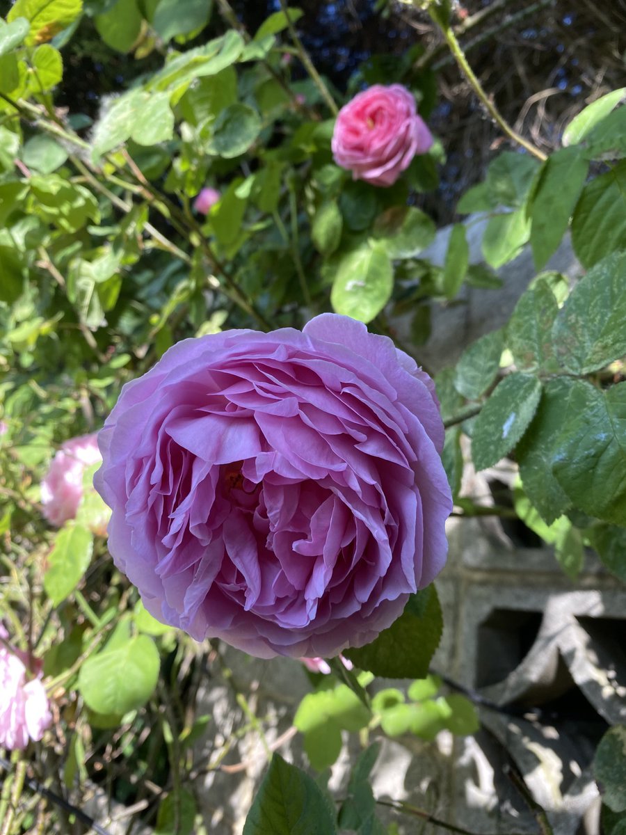 rodneynoon tweet media