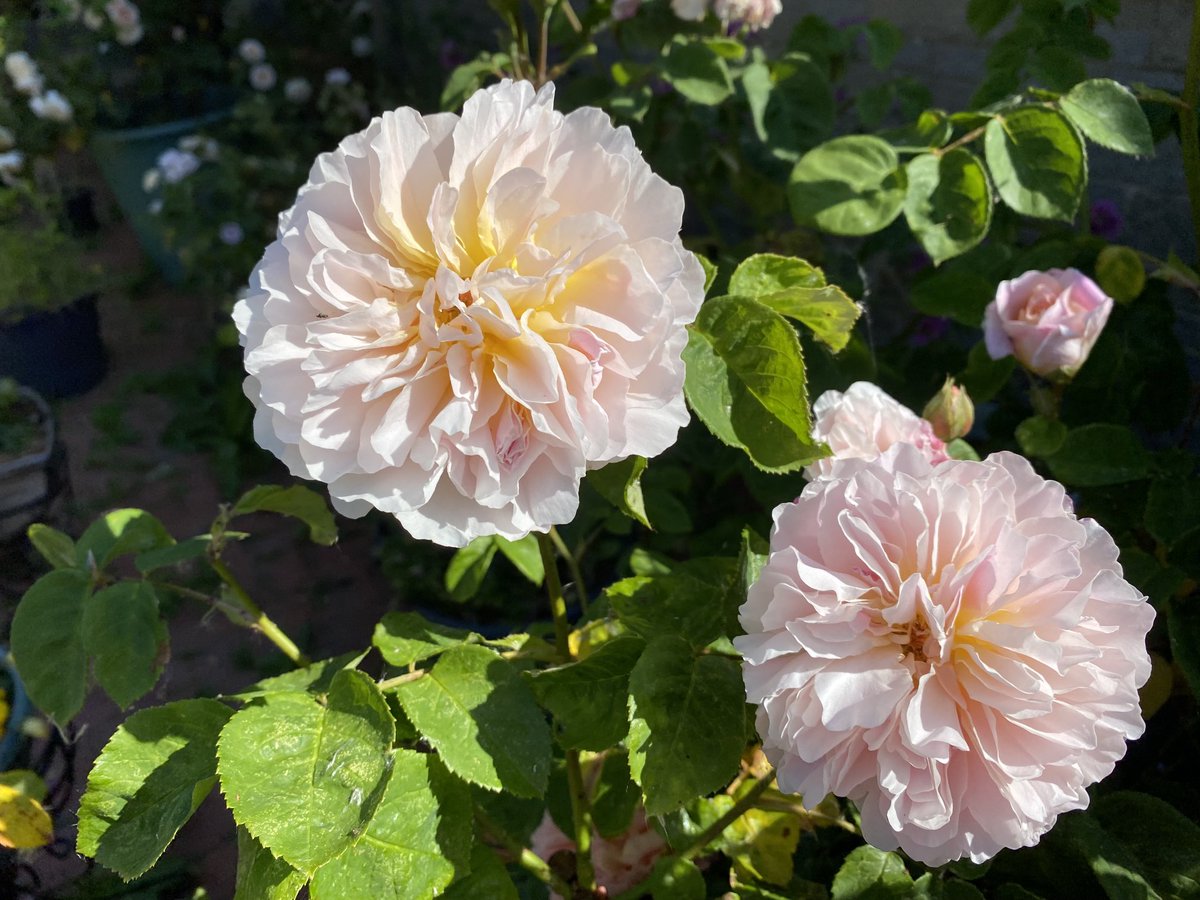 rodneynoon tweet media