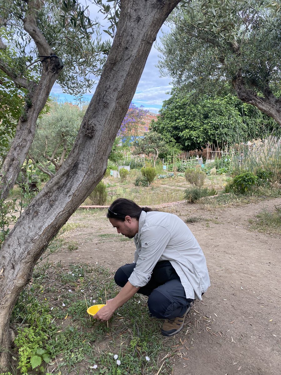 HortsConexusBCN's tweet photo. Our colleague from the university of Sheffield is monitoring the #biodiversity of some NBS in Barcelona #urbannatureconnectus @ConexusNBS #BarcelonaRegional @BCN_Ecologia https://t.co/vCvU8jp9rH