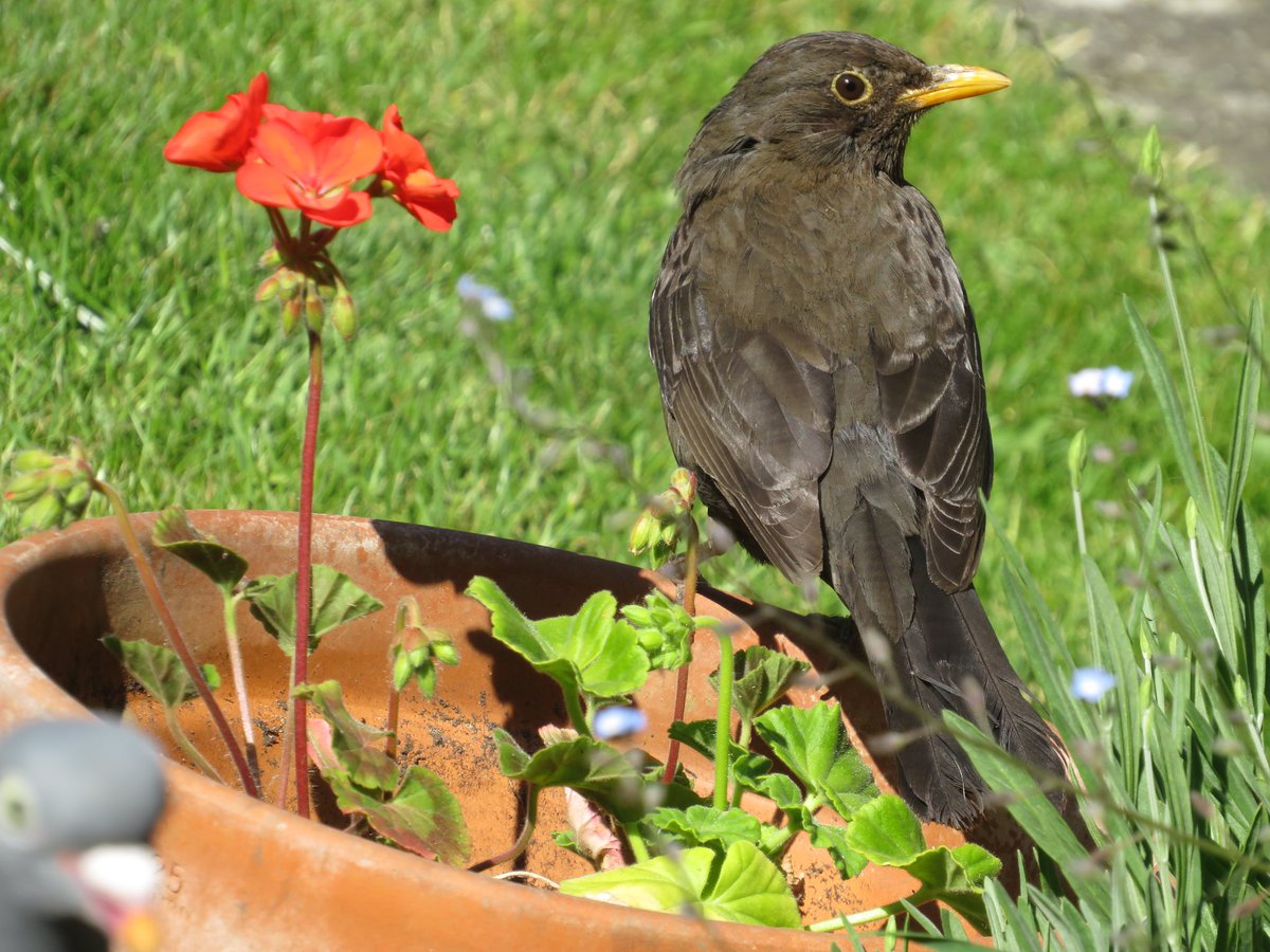 #blackbird #birds #NaturePhotography #mygardenlife #wildlifephotography #wildlife #birdwatching #NatureAnxietyBreaks #naturelovers #nature #beautiful #birding #naturelover #mygarden #birdphotography #naturephoto #Mindfulness #naturelover #thebritishwildlife #birding