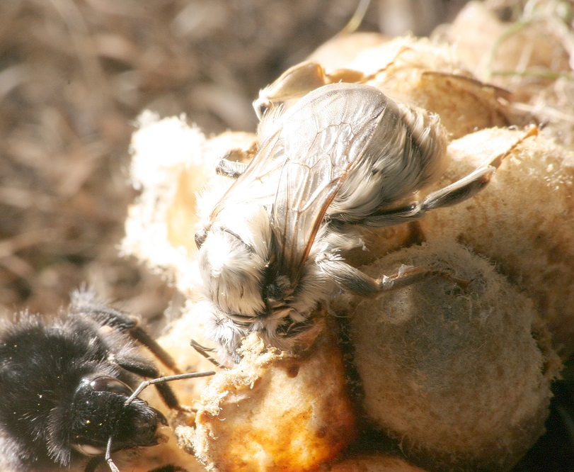 Bumblebee Conservation Trust tweet media