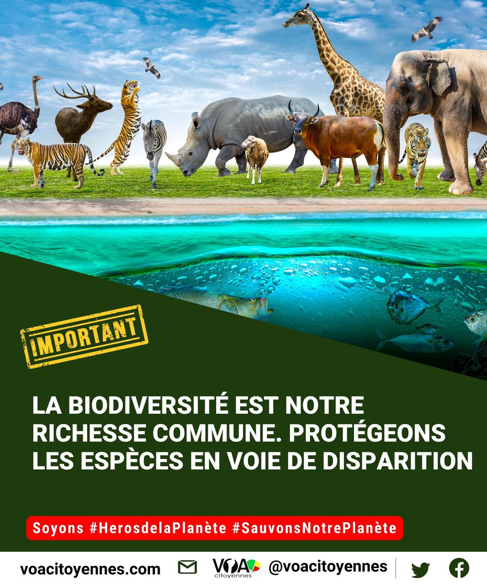 voacitoyennes's tweet photo. La biodiversité est notre richesse à préserver pour l'avenir. #HérosDeLaPlanète, voici des actions simples :
1️⃣Crée un jardin agroécologique,
2️⃣Réduis les pesticides,
3️⃣Participe à l'écotourisme et à la propreté de l'environnement.
Protégeons la biodiversité  !

@UNEP @wasexo https://t.co/jHixcVkOoP
