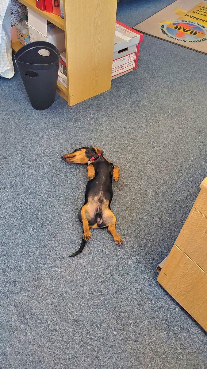 ReddawaysR's tweet photo. Apparently its too hot to work today!! https://t.co/A915KM9WVI
